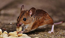 24 Hour & Emergency Exterminators in Lakeville, PA